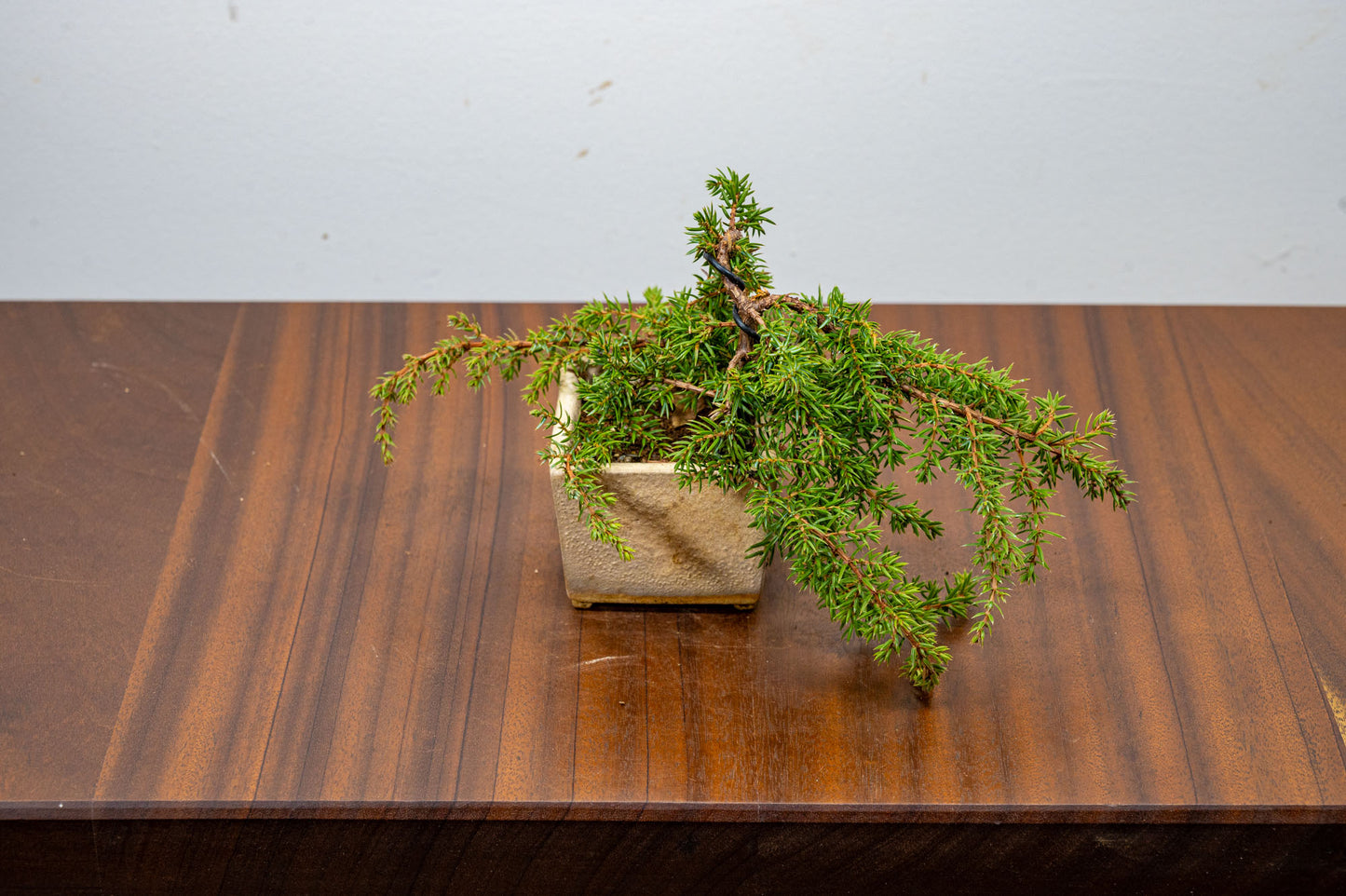 Juniper -Juniperus - Bonsai Starter