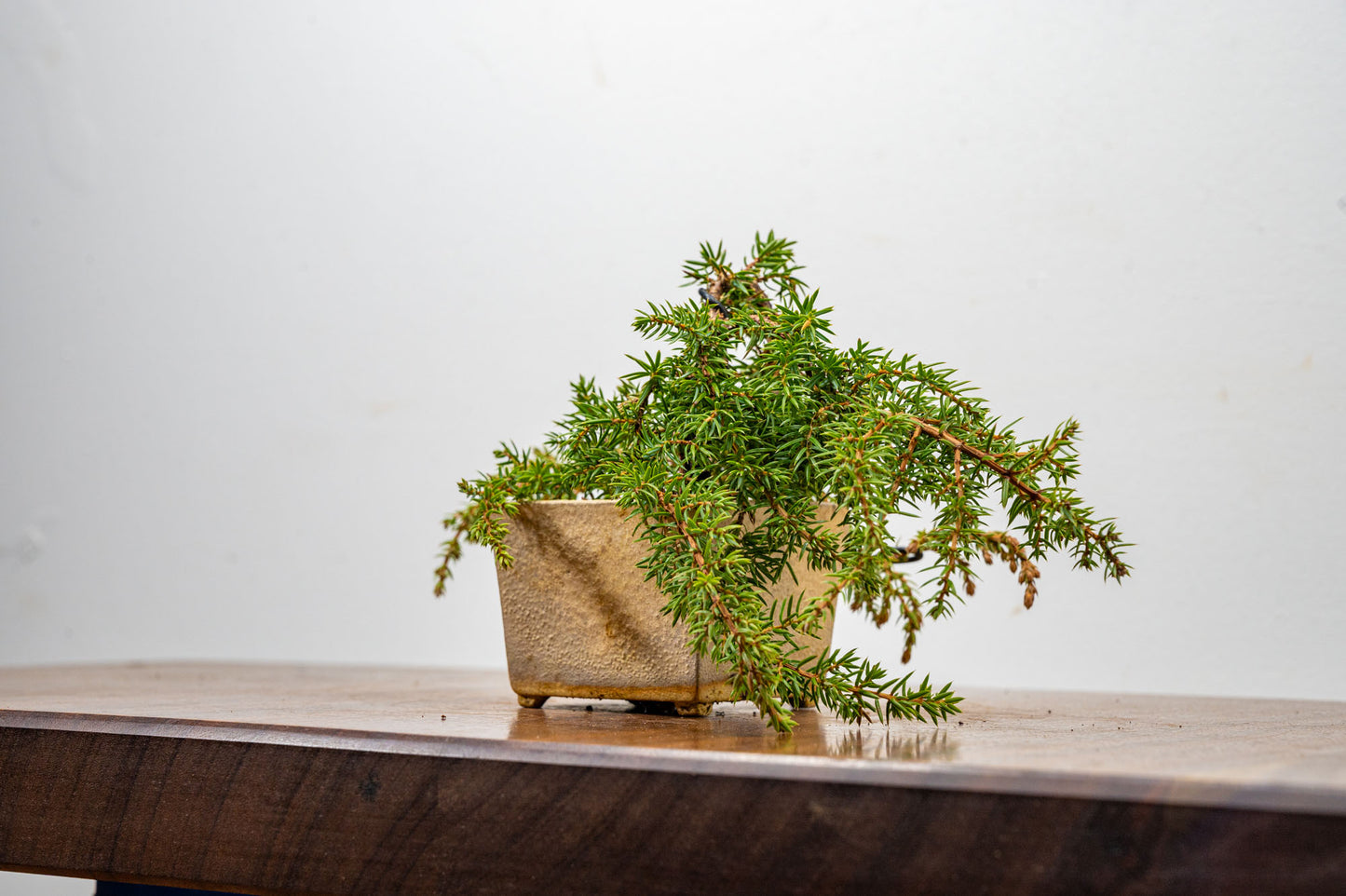 Juniper -Juniperus - Bonsai Starter