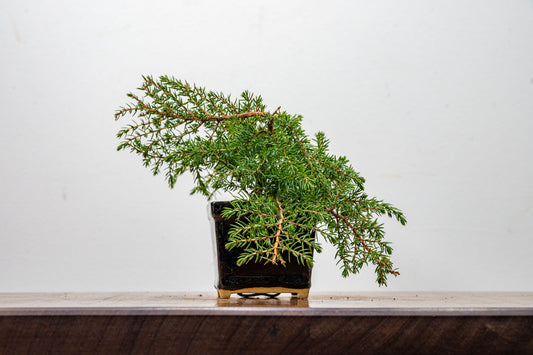 Juniper -Juniperus - Bonsai Starter