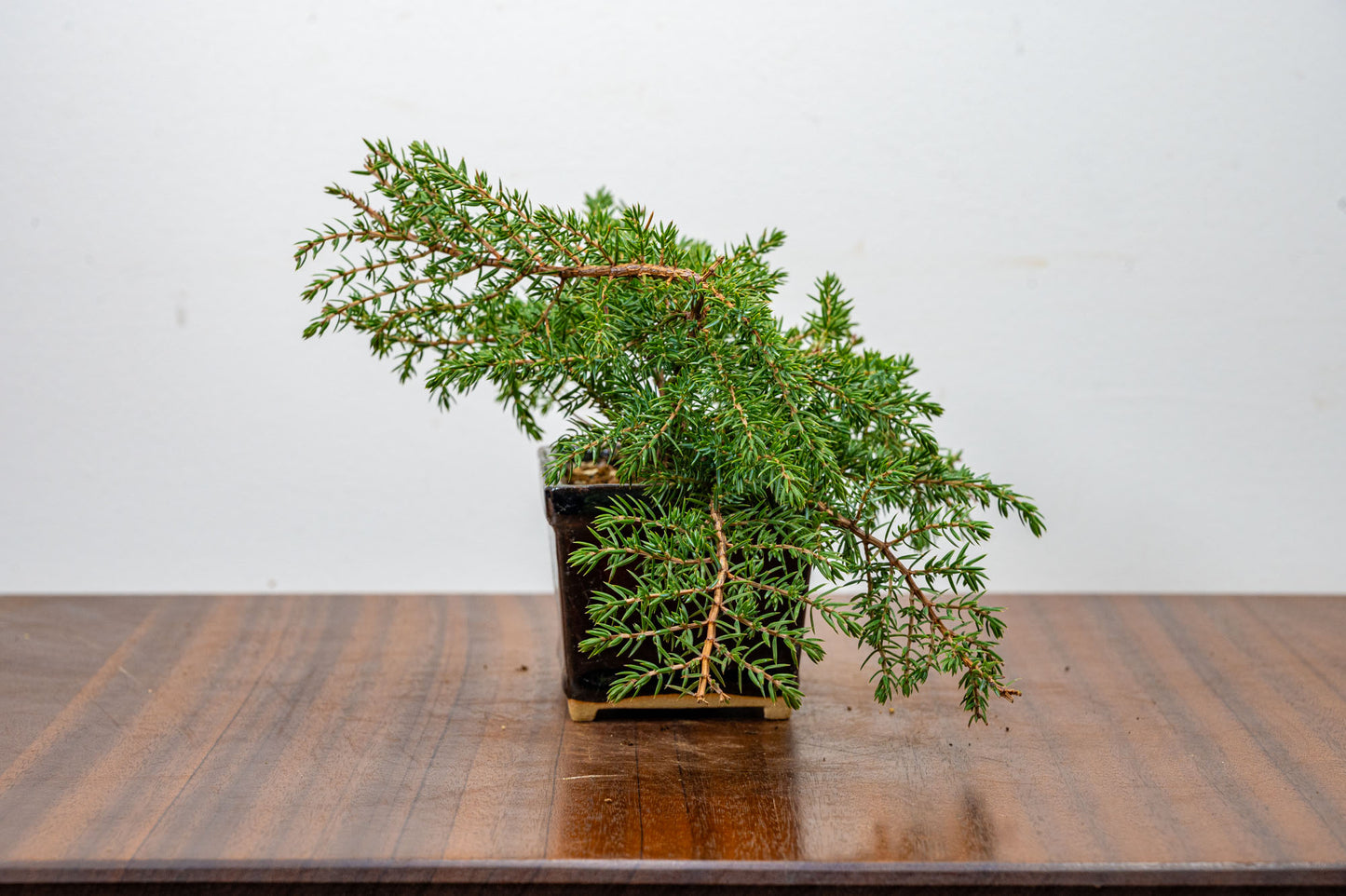 Juniper -Juniperus - Bonsai Starter