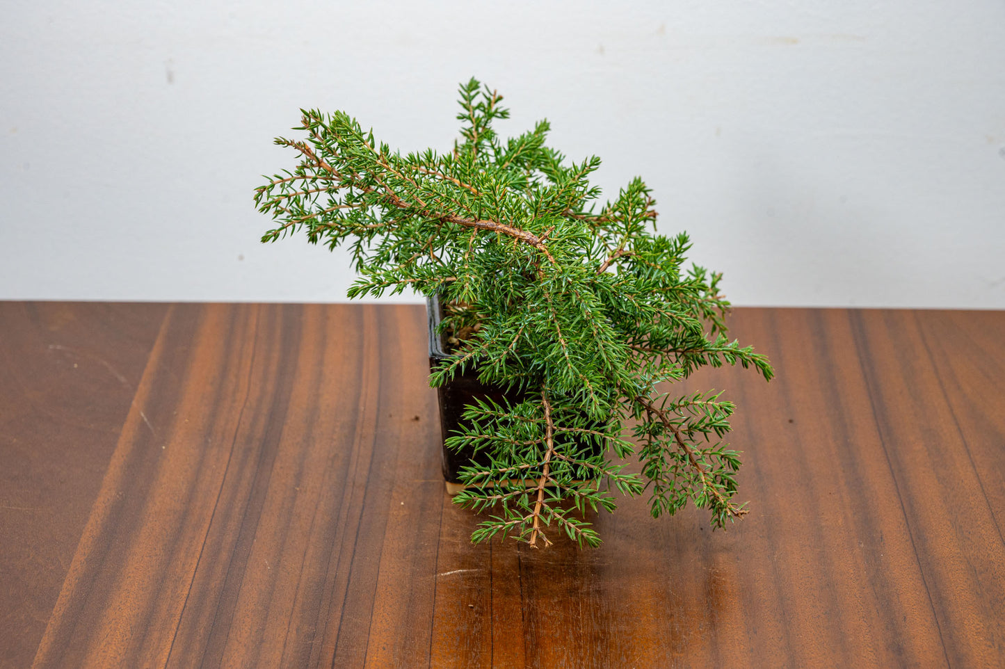 Juniper -Juniperus - Bonsai Starter