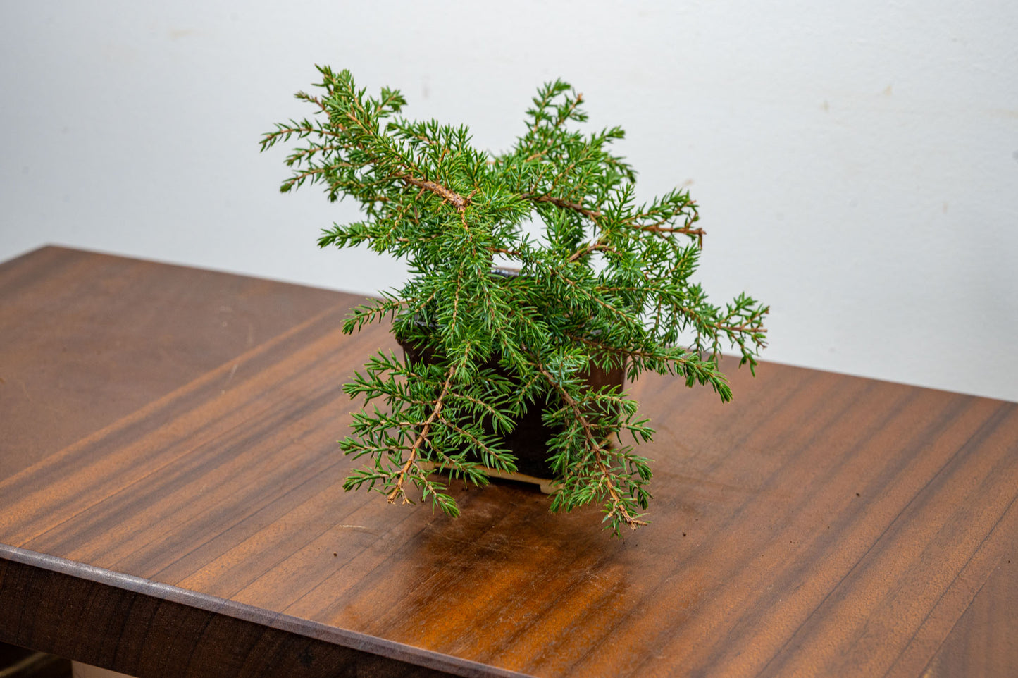 Juniper -Juniperus - Bonsai Starter