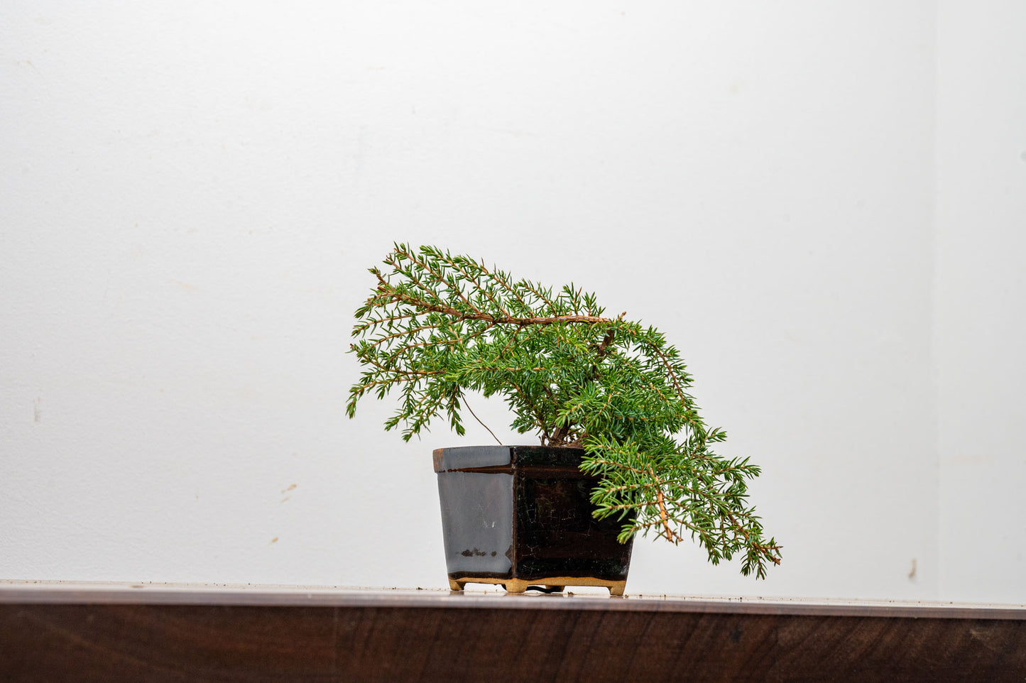 Juniper -Juniperus - Bonsai Starter