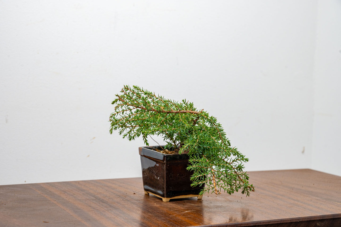 Juniper -Juniperus - Bonsai Starter