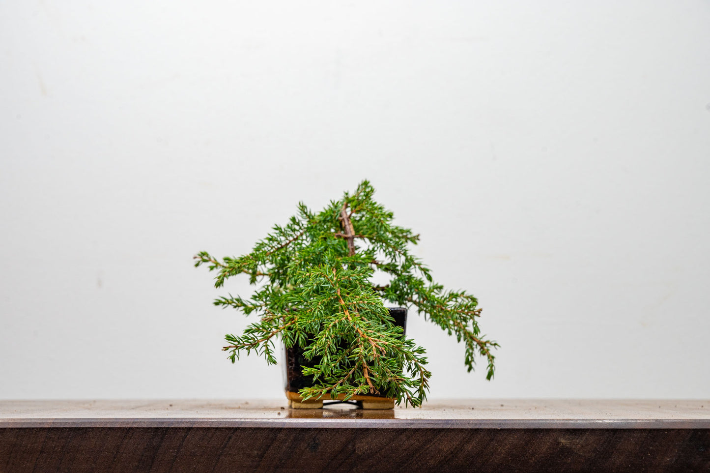 Juniper -Juniperus - Bonsai Starter