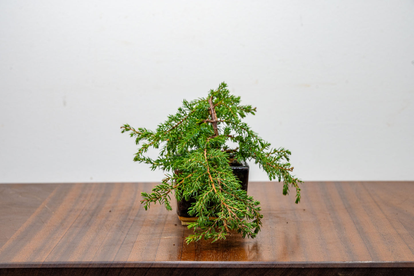 Juniper -Juniperus - Bonsai Starter