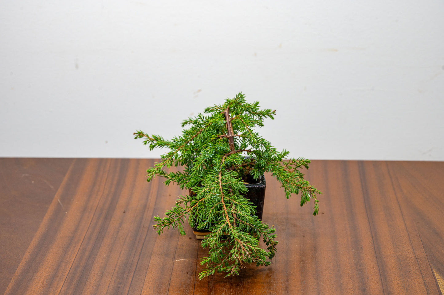 Juniper -Juniperus - Bonsai Starter