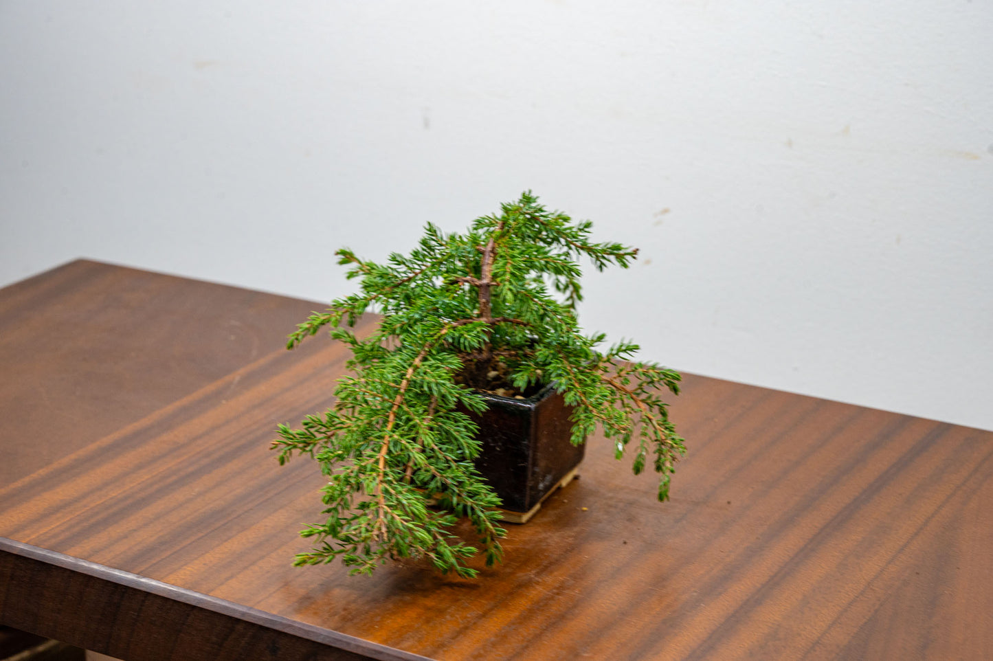 Juniper -Juniperus - Bonsai Starter