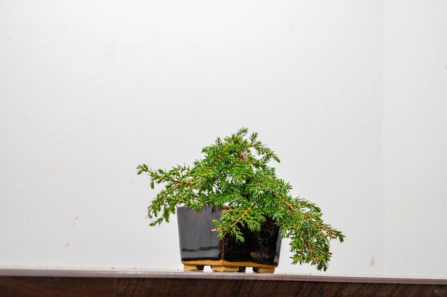 Juniper -Juniperus - Bonsai Starter