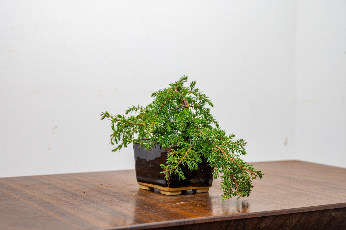 Juniper -Juniperus - Bonsai Starter