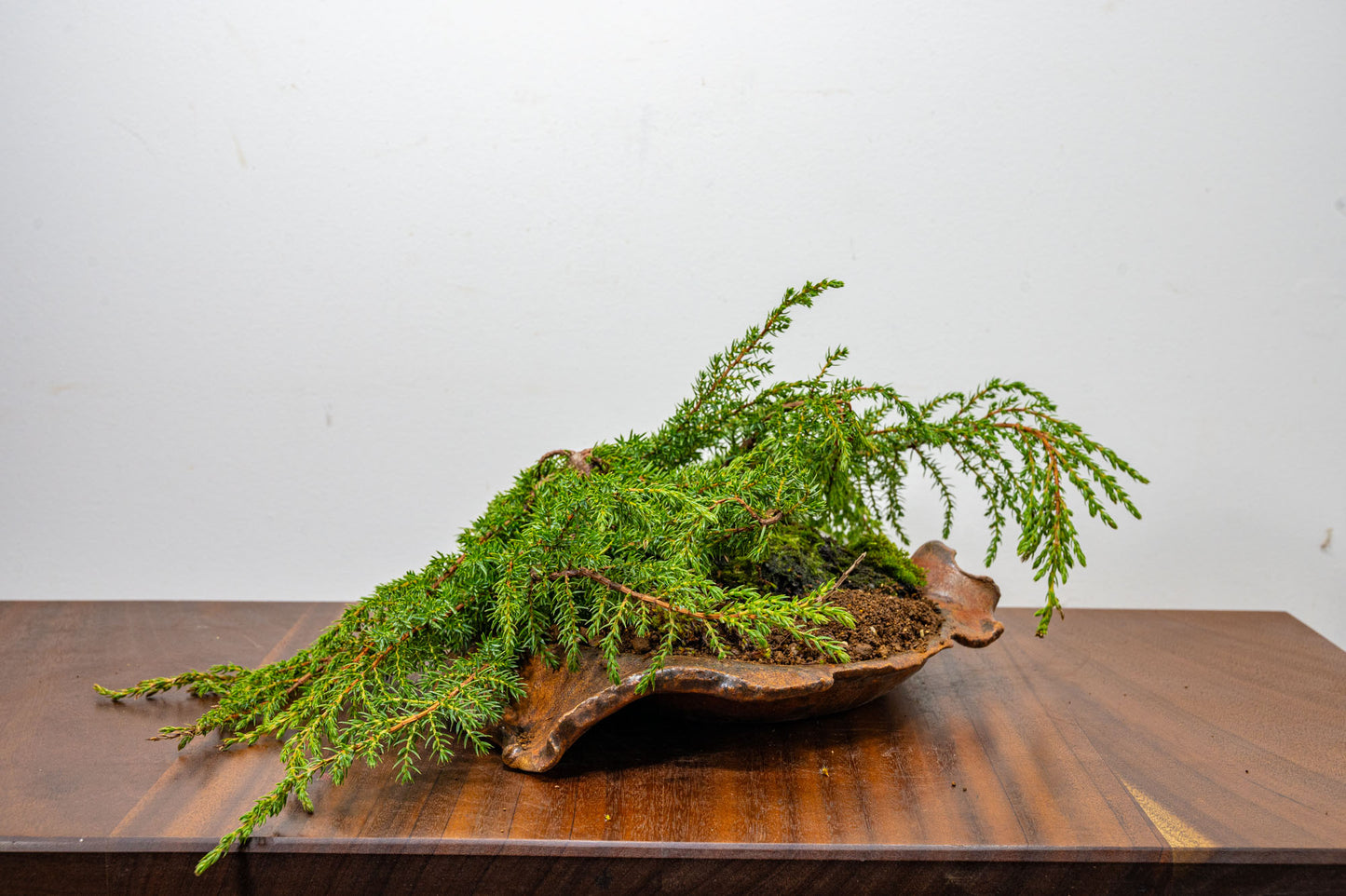 Juniper -Juniperus communis - Bonsai  - 28cm Abstract Ember Brown Vessel