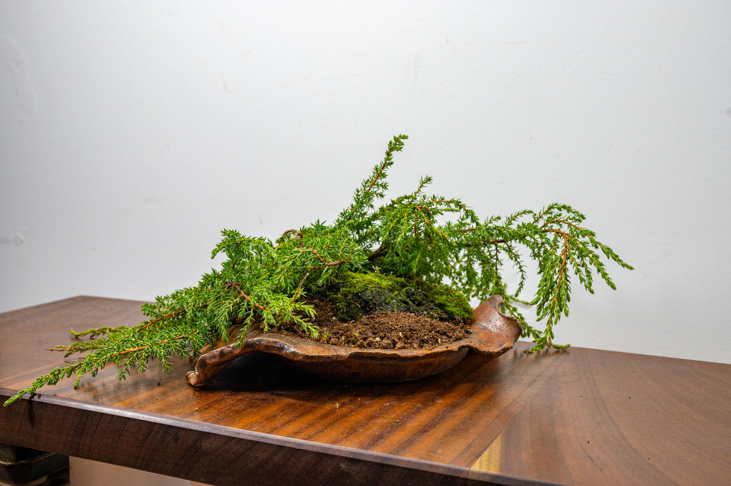 Juniper -Juniperus communis - Bonsai  - 28cm Abstract Ember Brown Vessel