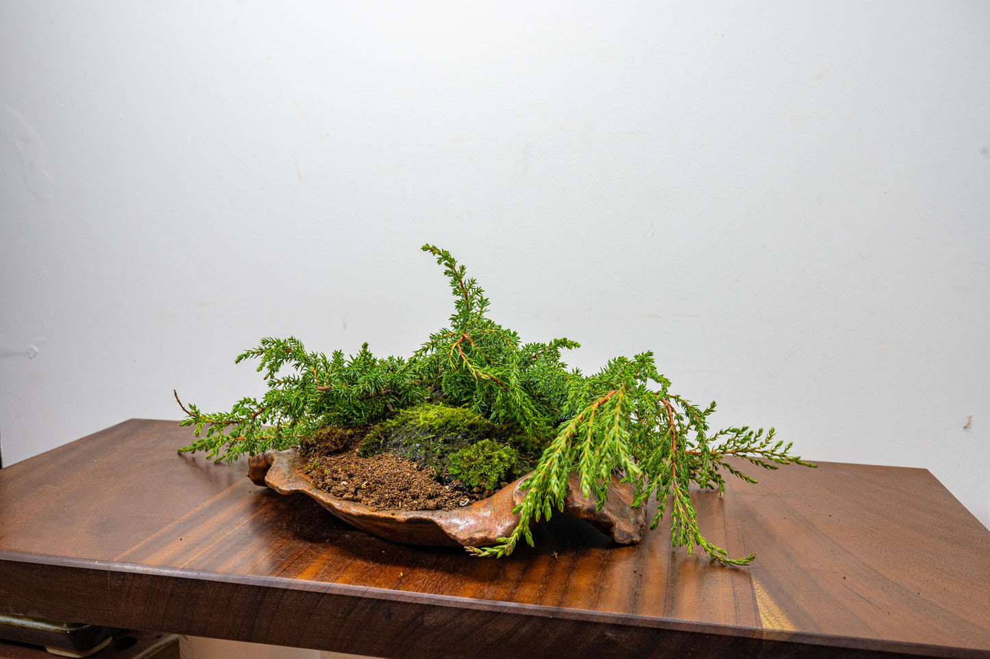 Juniper -Juniperus communis - Bonsai  - 28cm Abstract Ember Brown Vessel