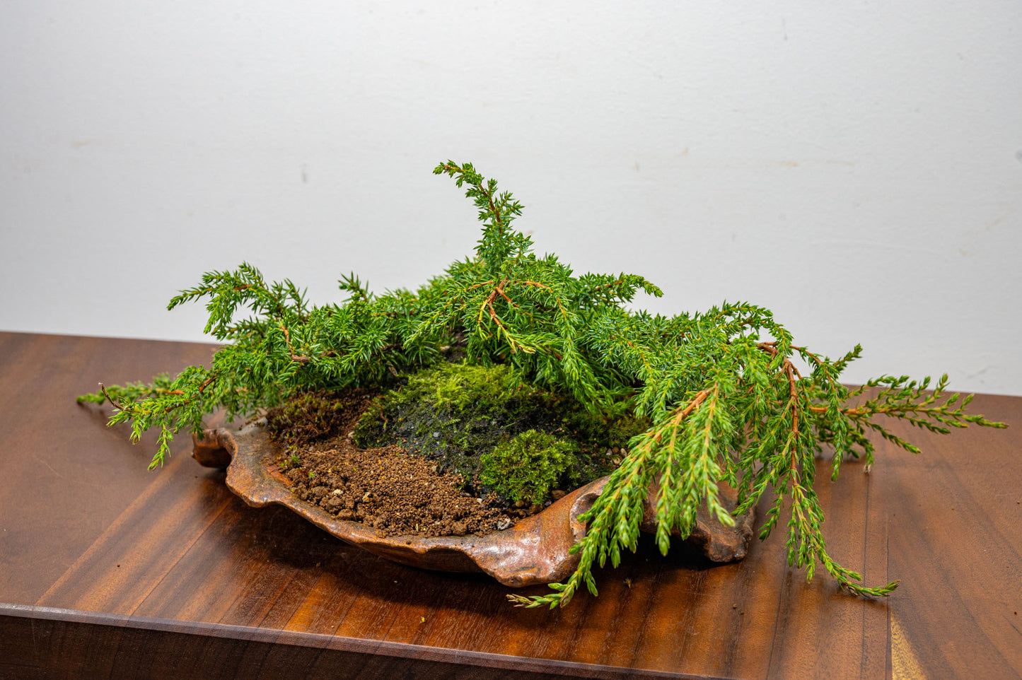 Juniper -Juniperus communis - Bonsai  - 28cm Abstract Ember Brown Vessel