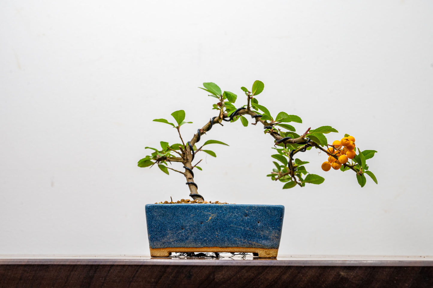 Pyracantha Bonsai  Starter Tree