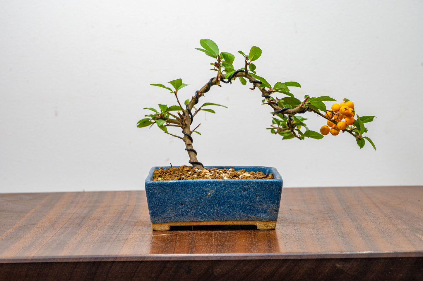 Pyracantha Bonsai  Starter Tree