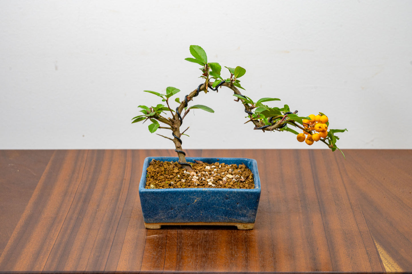 Pyracantha Bonsai  Starter Tree