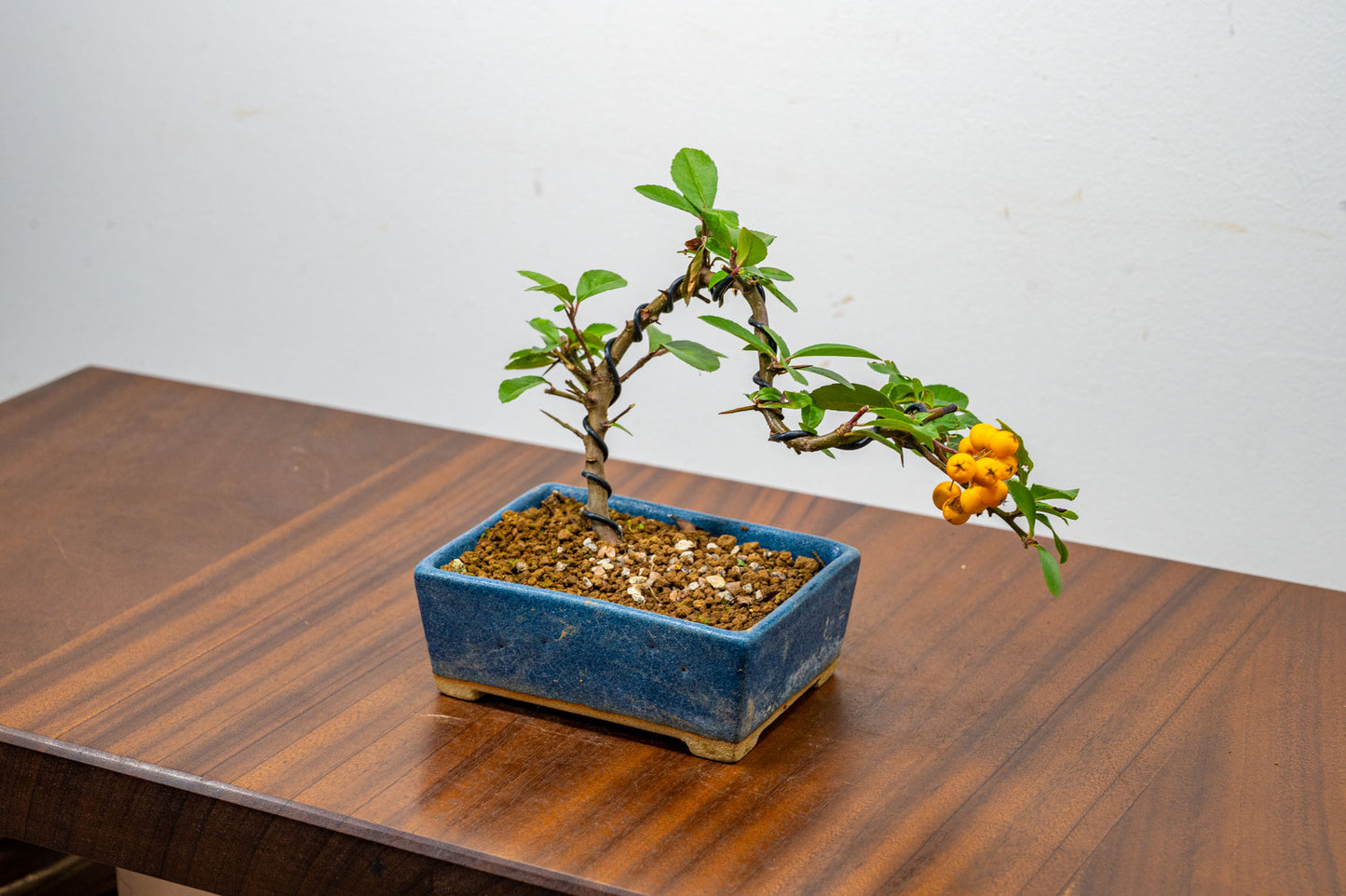 Pyracantha Bonsai  Starter Tree