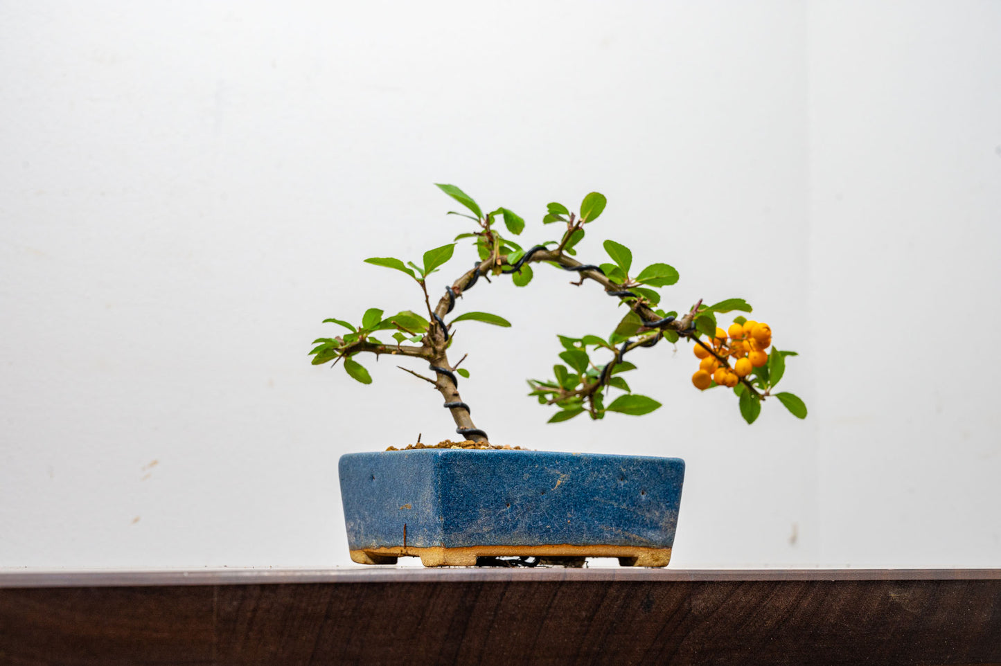 Pyracantha Bonsai  Starter Tree