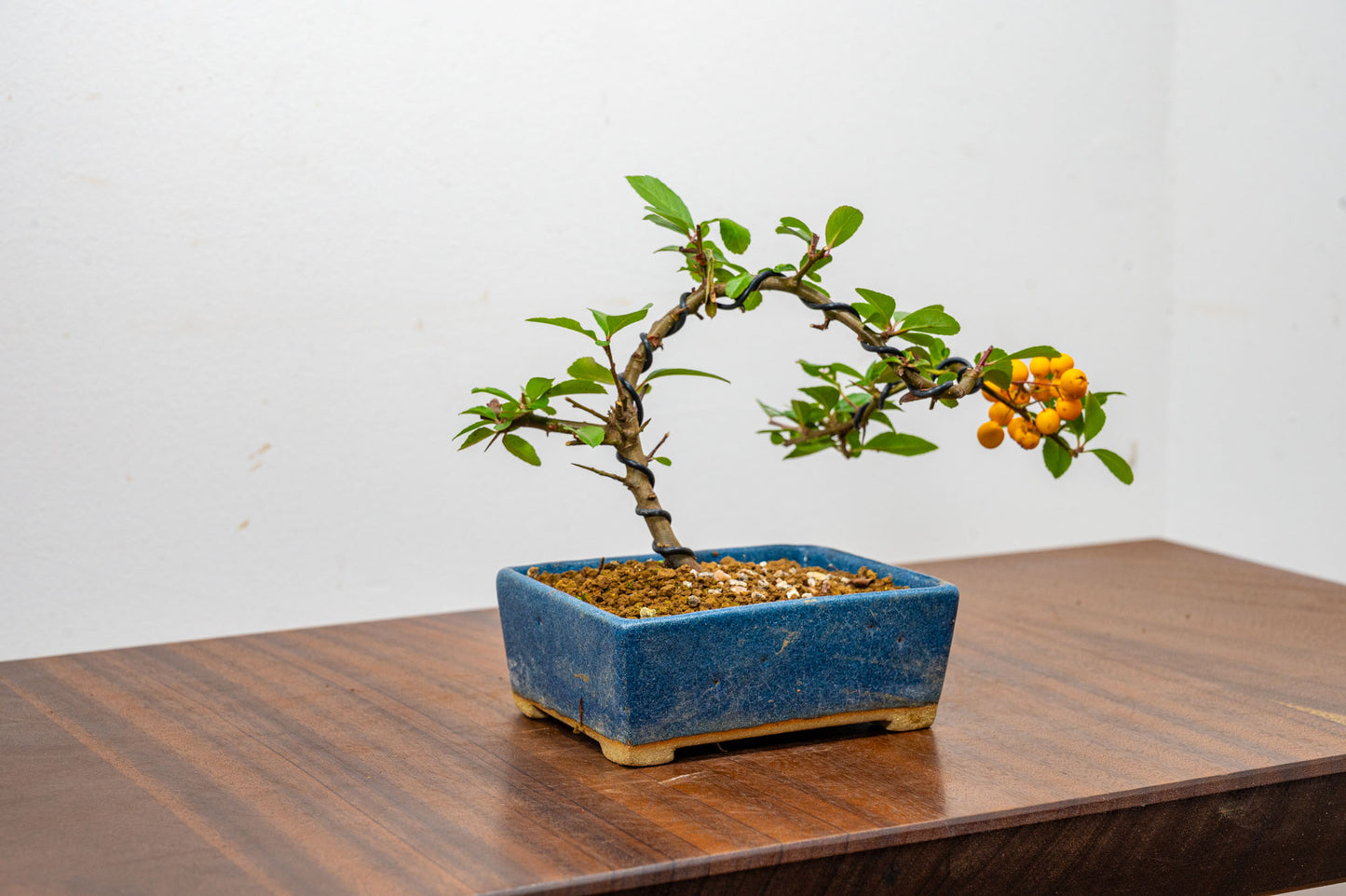 Pyracantha Bonsai  Starter Tree