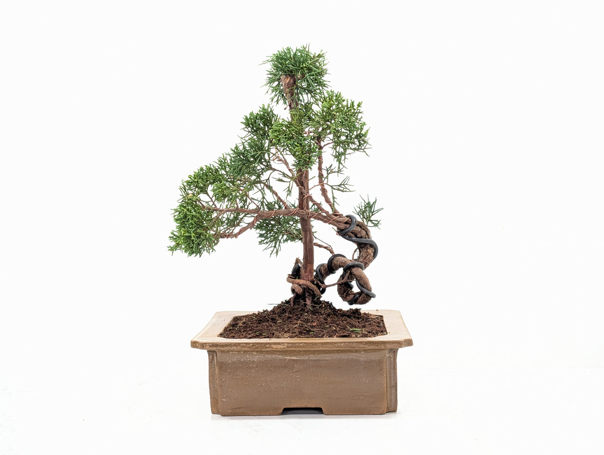 Juniper - Japanese Imported Bonsai