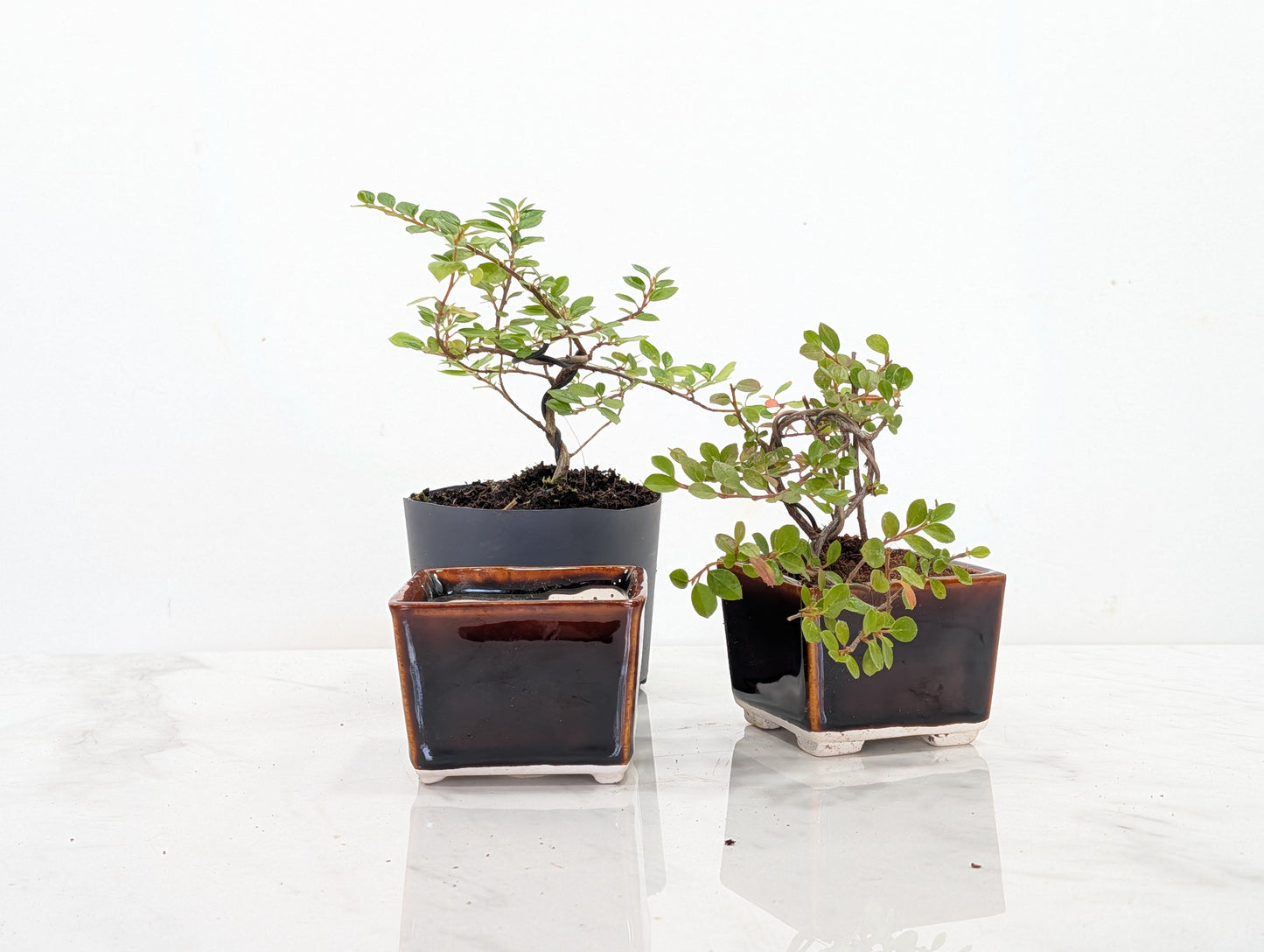 Cotoneaster Bonsai Starter Bundle