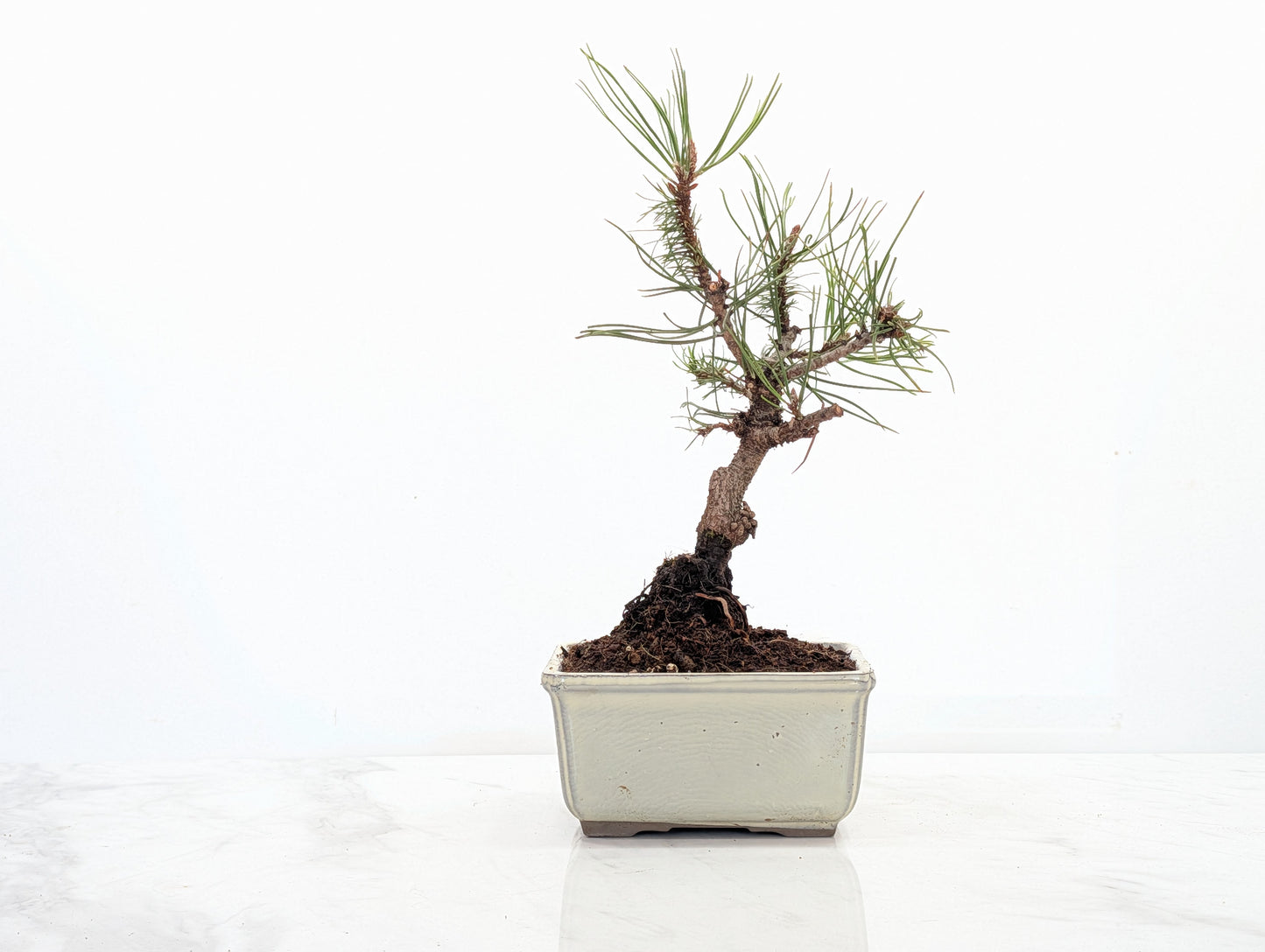 Mugo Pine Bonsai