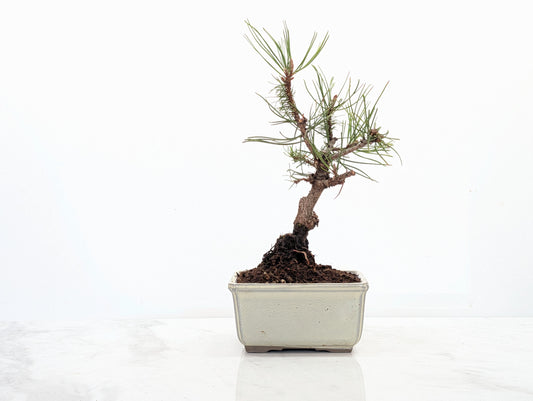 Mugo Pine Bonsai