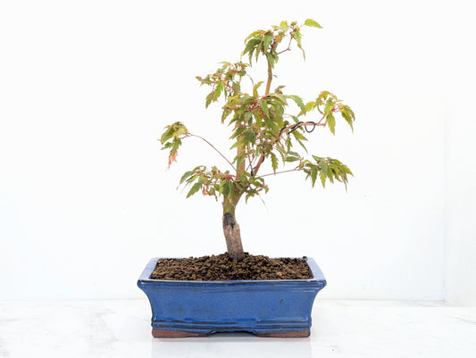 Japanese Maple Pre Bonsai & Development Kit