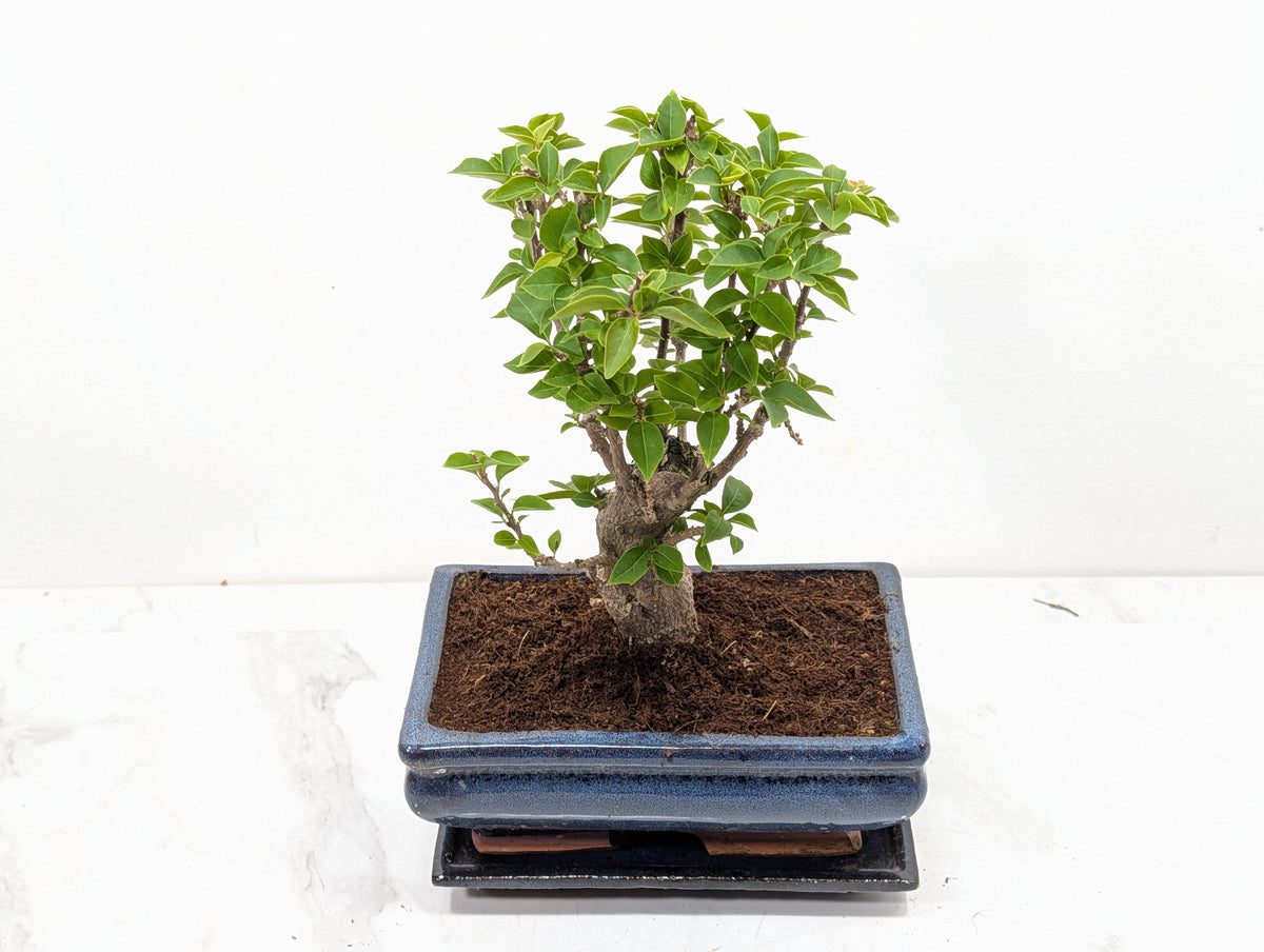 Bougainvillea - Pink Flowering Bonsai 20cm Blue Pot