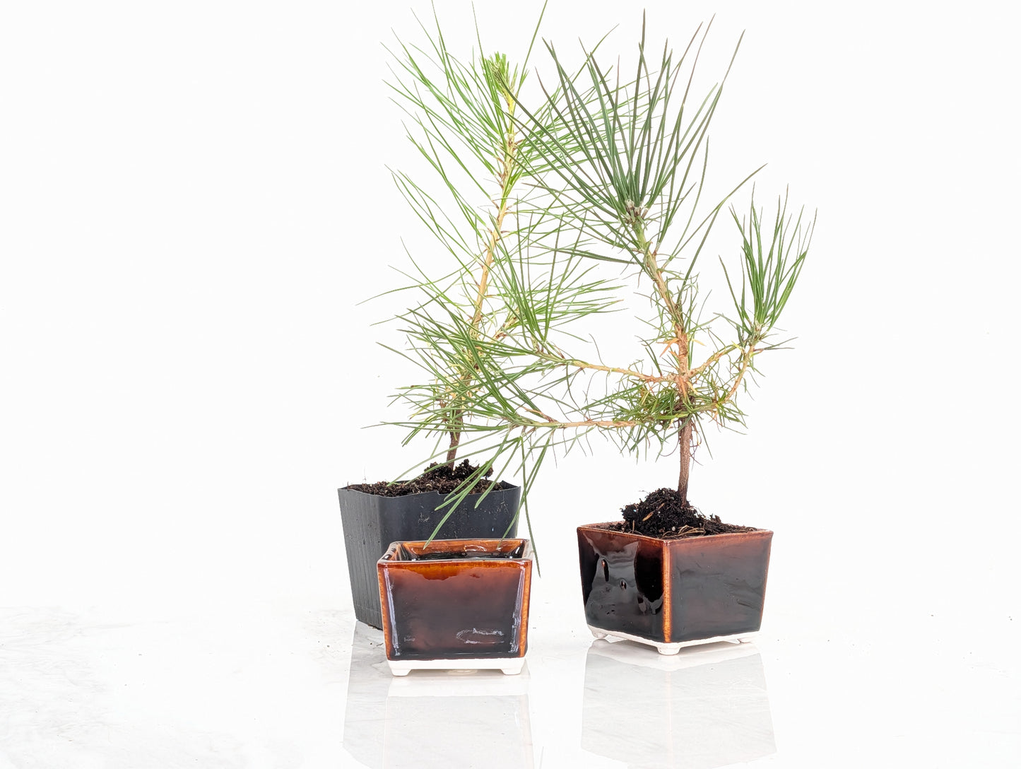 Japanese Black Pine - Bonsai Starter  Bundle