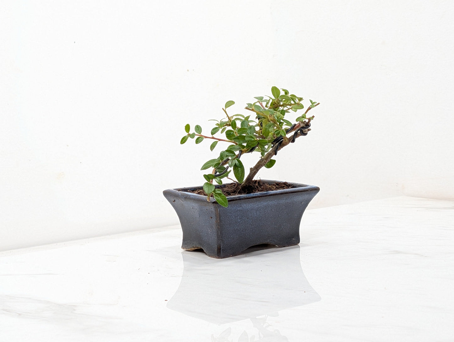 Cotoneaster Bonsai Starter Tree