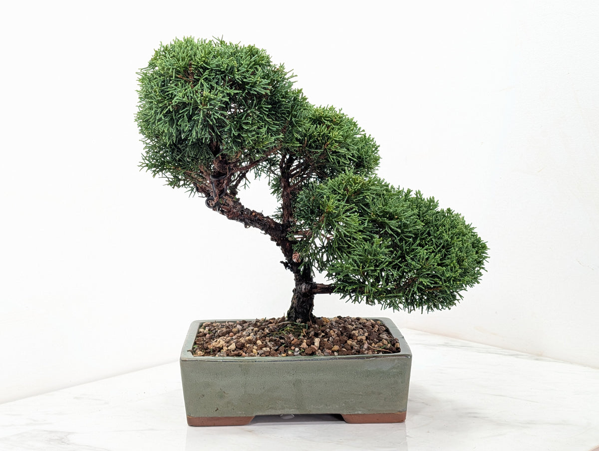 Juniper - Japanese Imported Bonsai