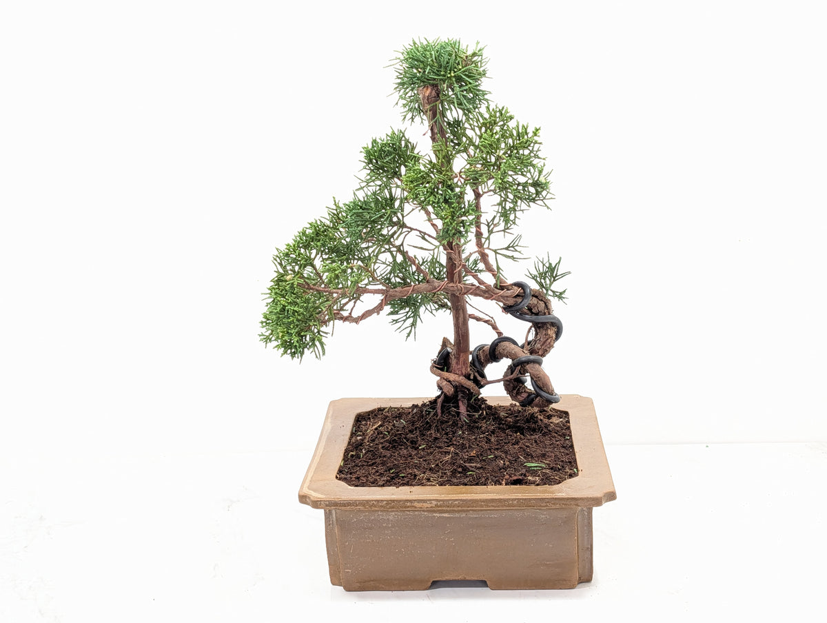 Juniper - Japanese Imported Bonsai