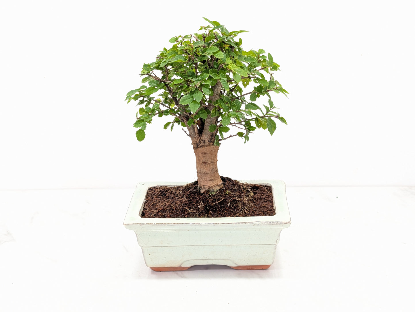 Chinese Elm Bonsai and Care Kit in 15cm Cream Ceramic Pot