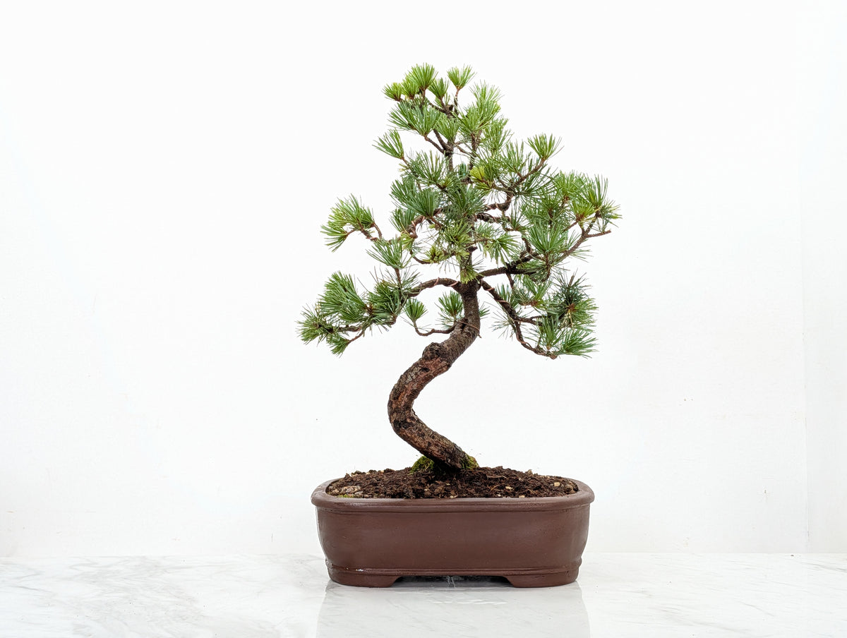 Japanese White Pine Bonsai