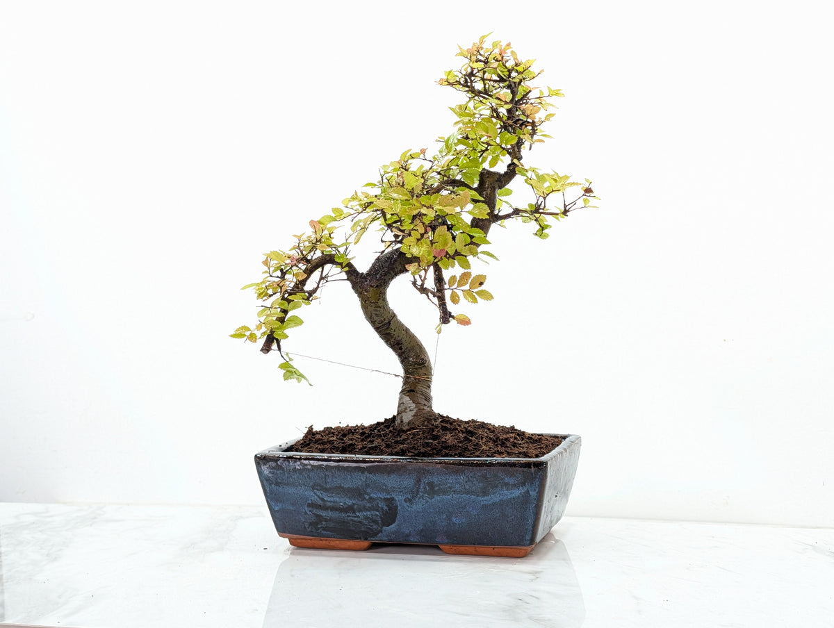 Chinese Elm Bonsai and Care Kit in 25cm Navy Ceramic Pot
