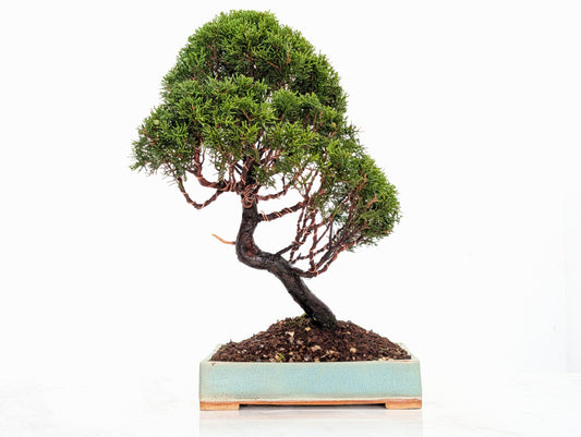 Juniper - Japanese Imported Bonsai