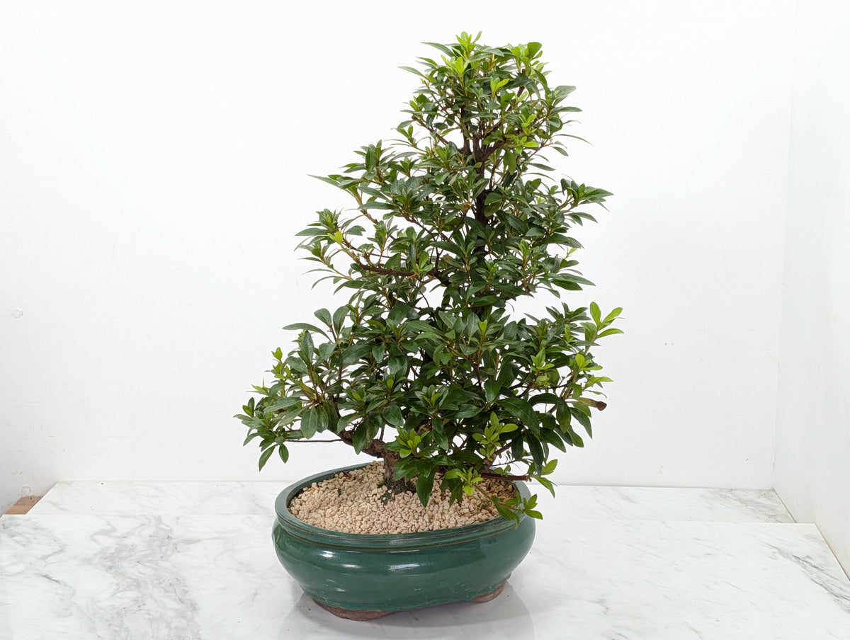 Satsuki Azalea Bonsai & Care Kit