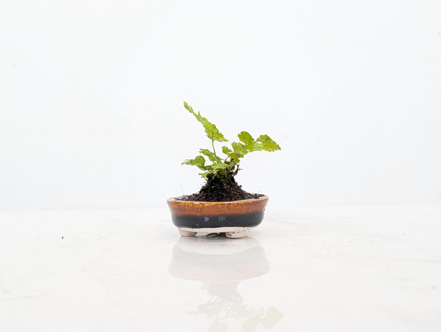 Kusamono - 'Accent Plant - 'Simple Fern'