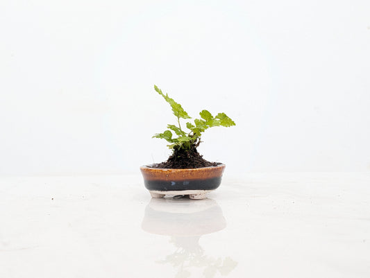 Kusamono Accent Plant -'Simple Fern'