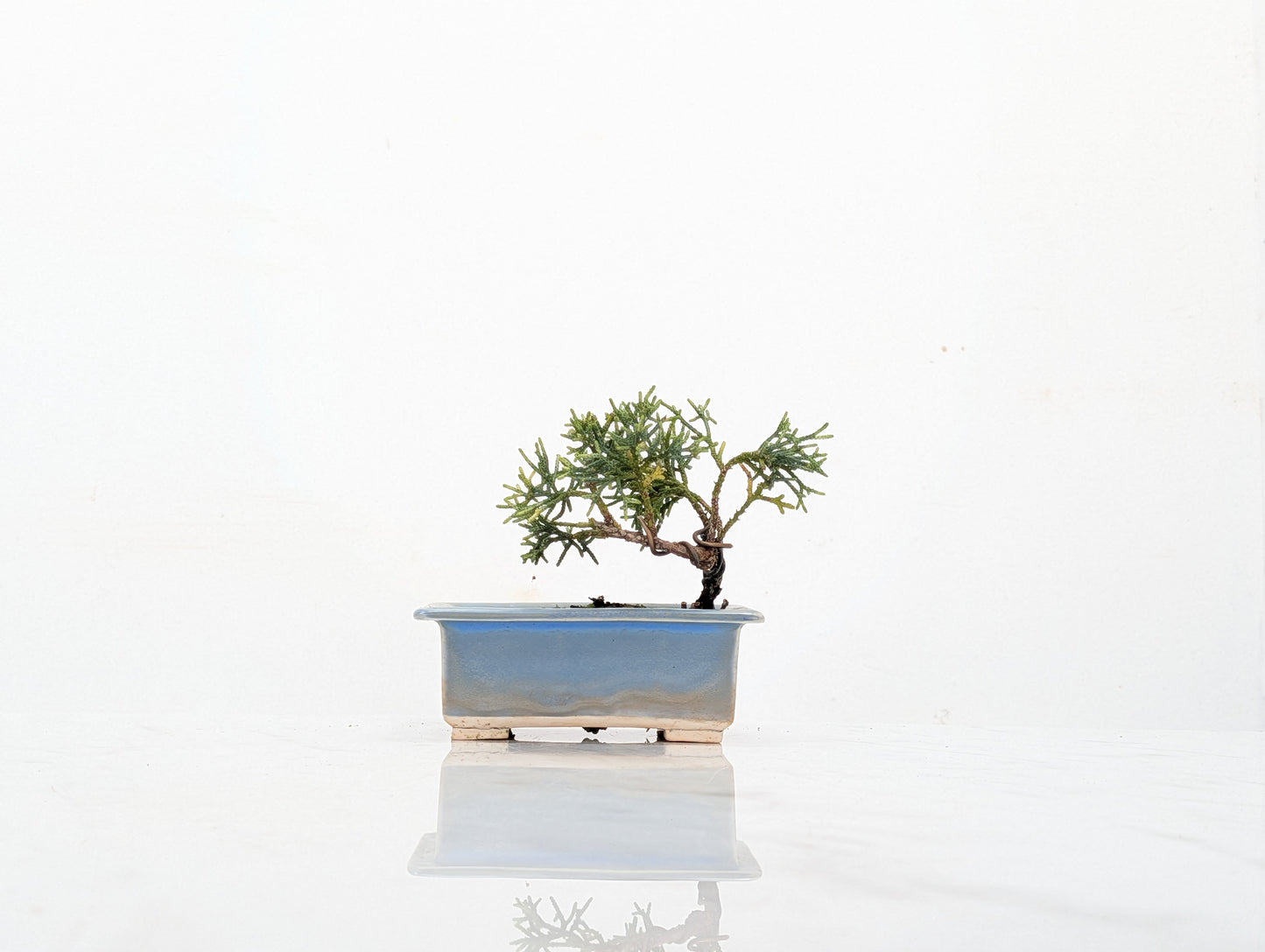 Juniper -Juniperus Chinesis Blaauw