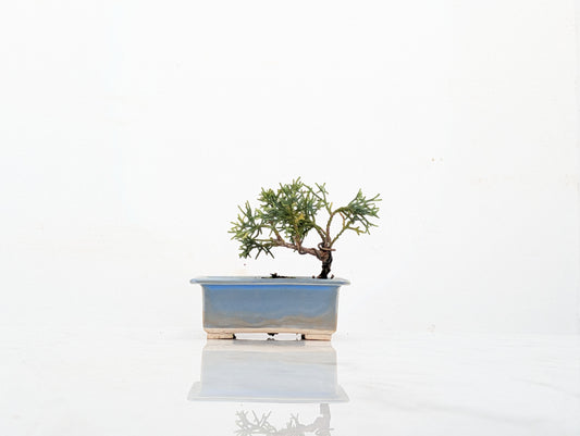 Juniper -Juniperus Chinesis Blaauw