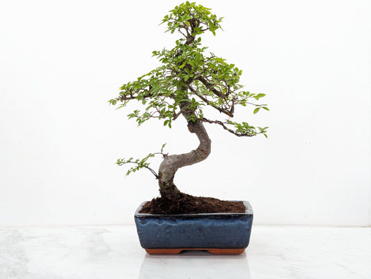 Chinese Elm Bonsai and Care Kit in 18cm Navy Ceramic Pot