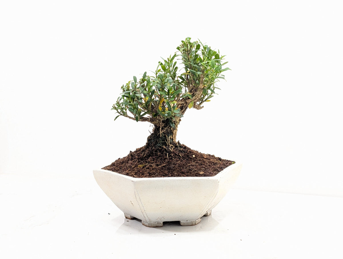 Chinese Box  Bonsai - Buxus  - 17cm Hexagon Dish
