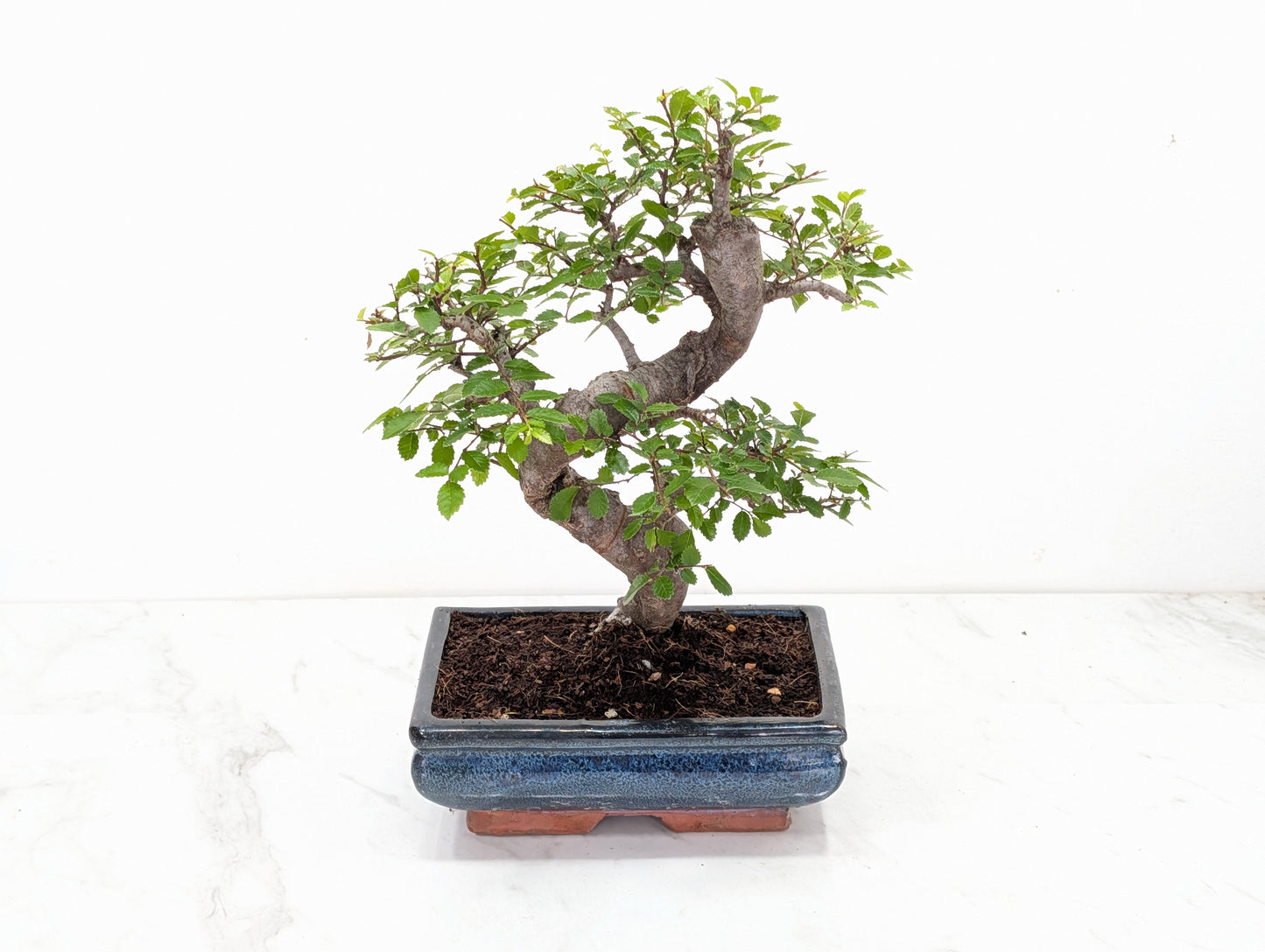 Chinese Elm Bonsai and Care Kit in 18cm Navy Ceramic Pot