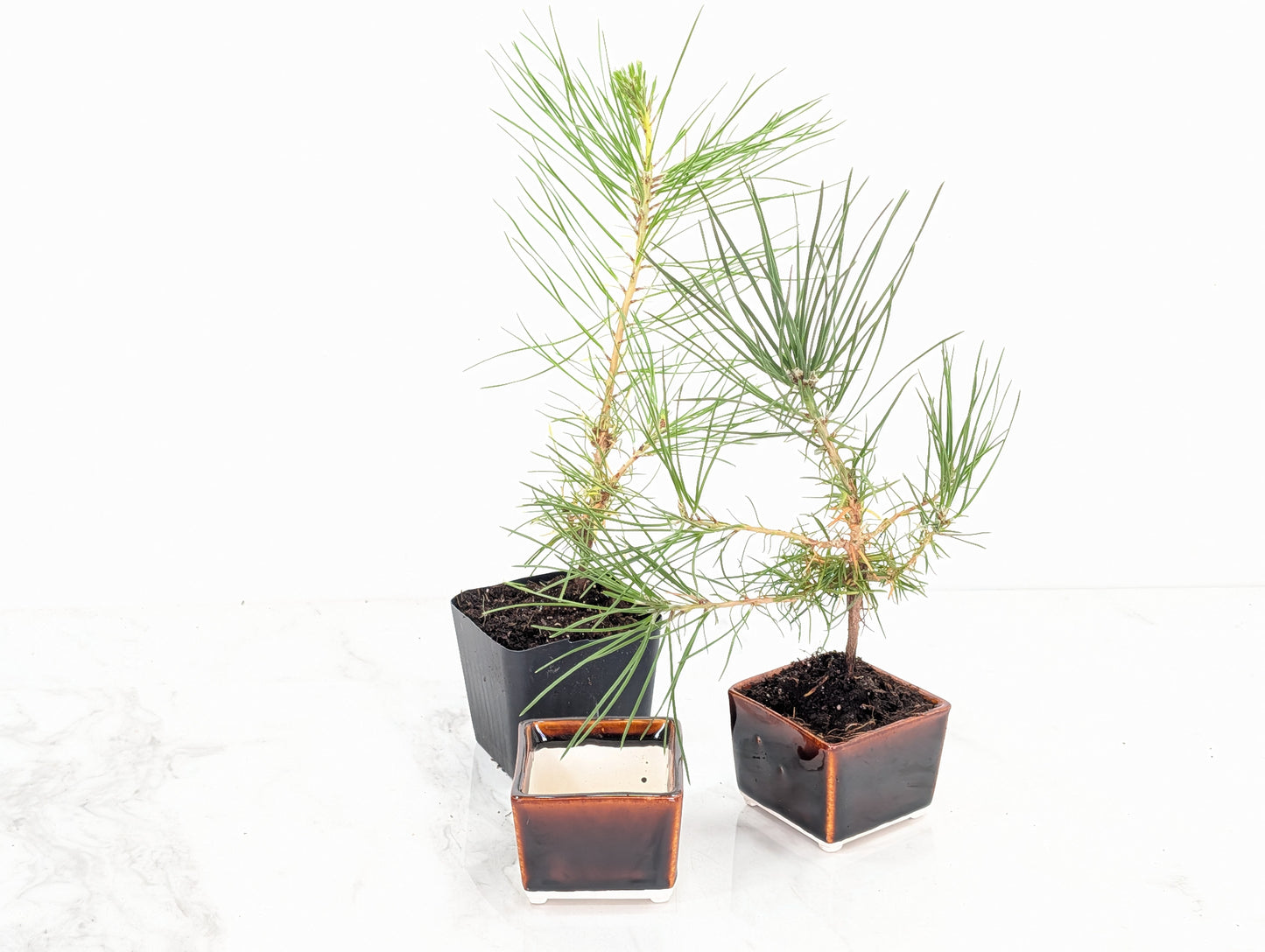 Japanese Black Pine - Bonsai Starter  Bundle