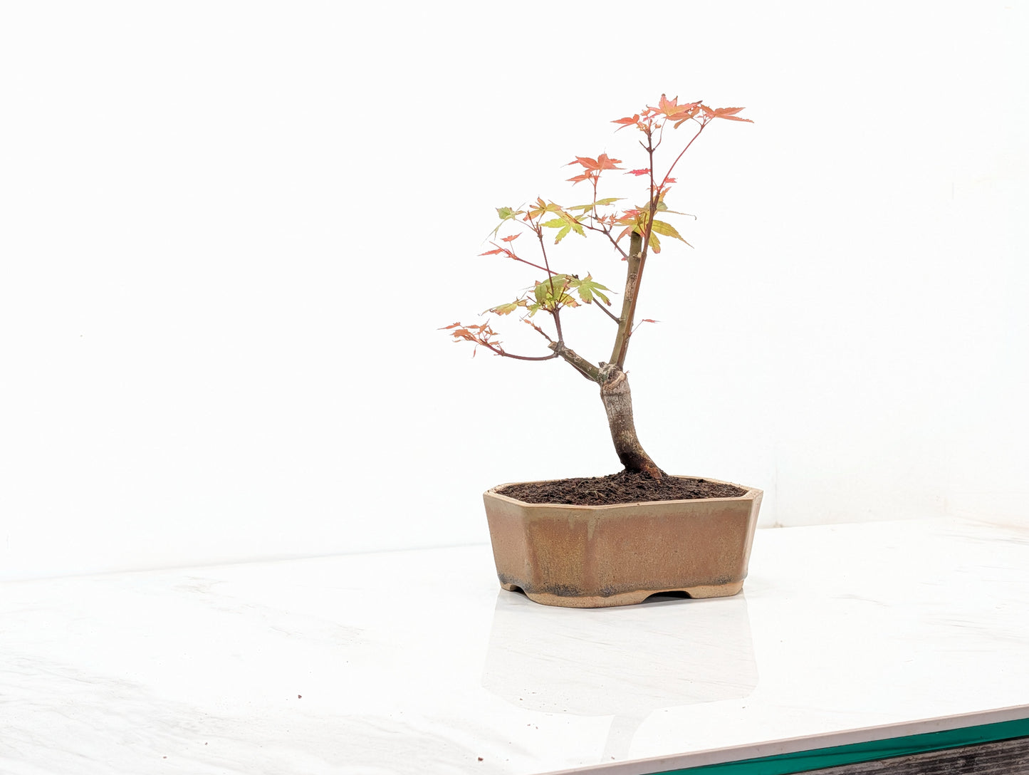 Deshojo Japanese Maple Bonsai + Care Kit