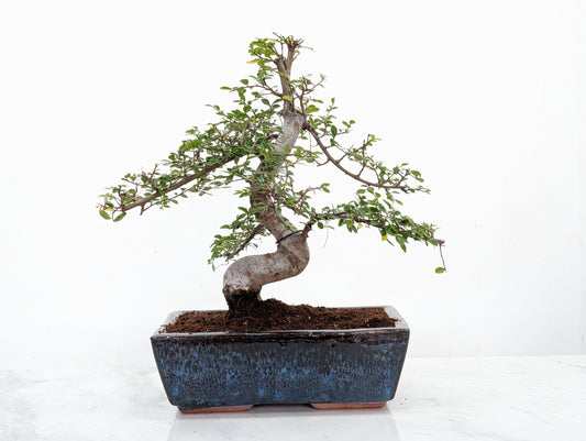 Chinese Elm Bonsai and Care Kit in 25cm Navy Ceramic Pot
