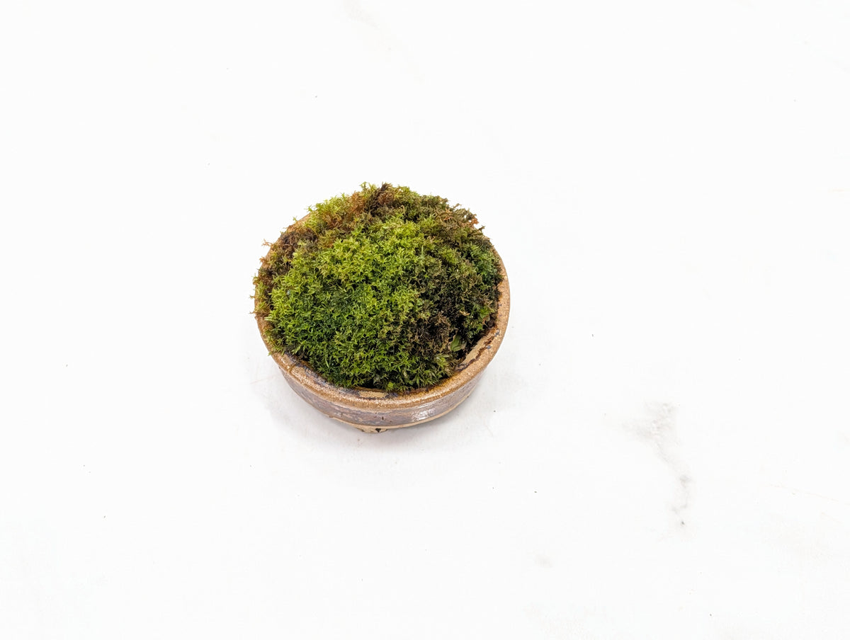 Kusamono - 'Accent Plant - 'Simple Moss'